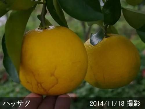 【2025年度予約商品】◇農薬