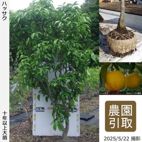 ڽ缡ۡԻѡڥॷﳲġ ϥå(Ȭ)[Ϸ 2014ǯ:4L]ռӡΤ