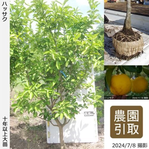 <img class='new_mark_img1' src='https://img.shop-pro.jp/img/new/icons14.gif' style='border:none;display:inline;margin:0px;padding:0px;width:auto;' />ͽʡϡۡԻѡڥॷﳲġ ϥå(Ȭ)[Ϸ 2014ǯ:3L]Τ