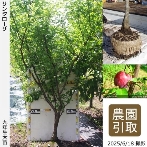 <img class='new_mark_img1' src='https://img.shop-pro.jp/img/new/icons14.gif' style='border:none;display:inline;margin:0px;padding:0px;width:auto;' />2025ǯͽʡġ( ץ)󥿥[Ϸ 2017ǯ:5L]ռӡΤ