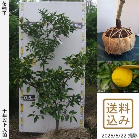 【順次出荷中】◇農薬不使用【エ