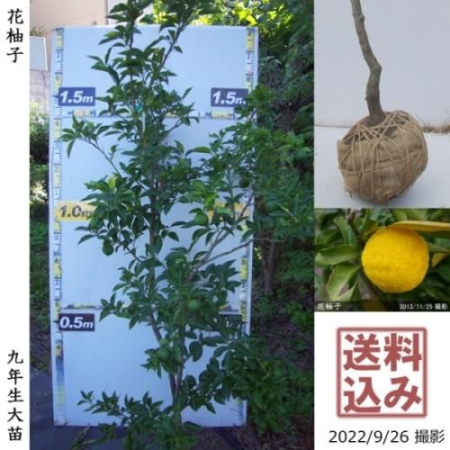 【順次出荷中】◇農薬不使用【エ