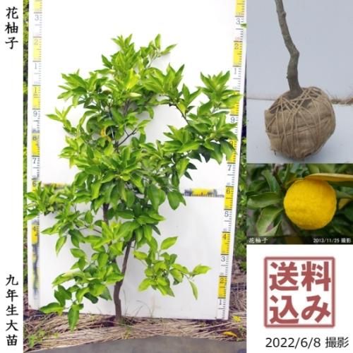 【2025年度予約商品】◇農薬