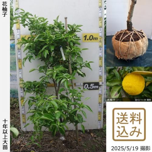<img class='new_mark_img1' src='https://img.shop-pro.jp/img/new/icons14.gif' style='border:none;display:inline;margin:0px;padding:0px;width:auto;' />ڽ缡вۡԻѡڥॷﳲġ ͮ(ϥʥ桦֥楺)[Ϸ 2014ǯ:S]ռӡ