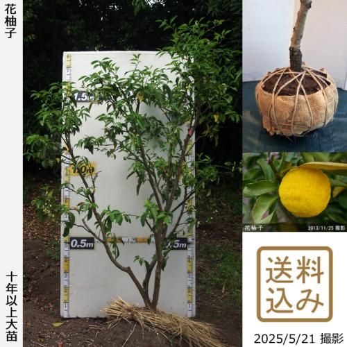 <img class='new_mark_img1' src='https://img.shop-pro.jp/img/new/icons14.gif' style='border:none;display:inline;margin:0px;padding:0px;width:auto;' />ڽ缡вۡԻѡڥॷﳲġ ͮ(ϥʥ桦֥楺)[Ϸ 2016ǯ:3L]ռӡ緿