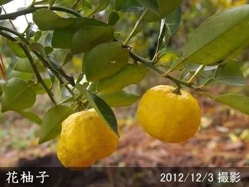【2025年度予約商品】◇農薬