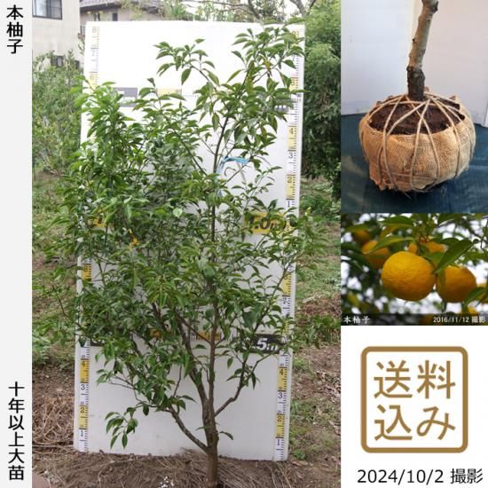 【順次出荷中】◇農薬不使用【エ
