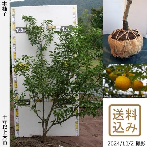 【順次出荷中】◇農薬不使用【エ