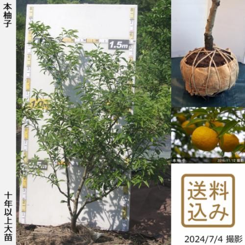 【順次出荷中】◇農薬不使用【エ