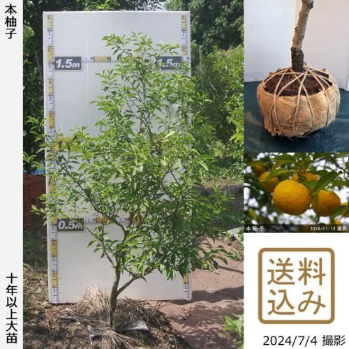 【順次出荷中】◇農薬不使用【エ