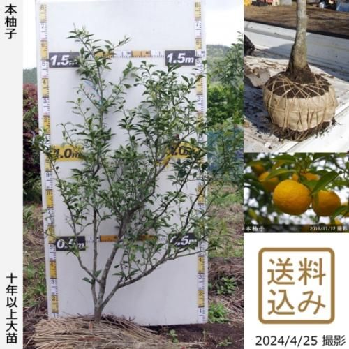 【順次出荷中】◇農薬不使用【エ