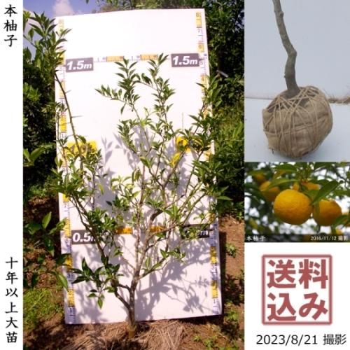 【順次出荷中】◇農薬不使用【エ