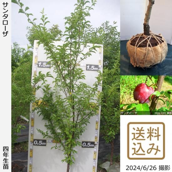 【順次出荷中】大苗◇スモモ(李