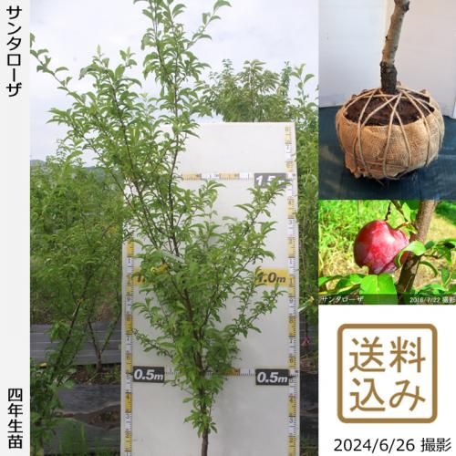 【順次出荷中】大苗◇スモモ(李