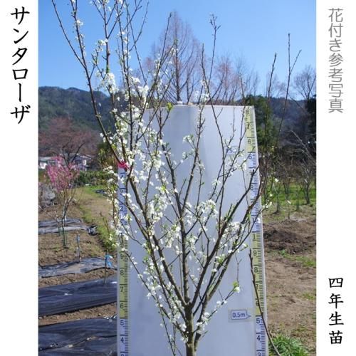 【順次出荷中】大苗◇スモモ(李