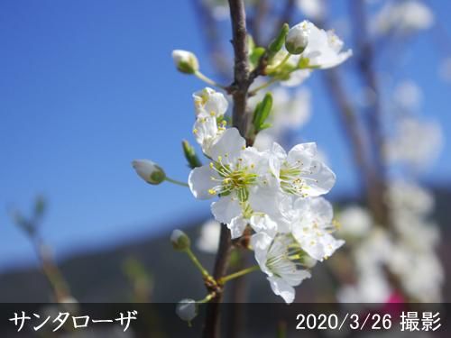 【順次出荷中】大苗◇スモモ(李