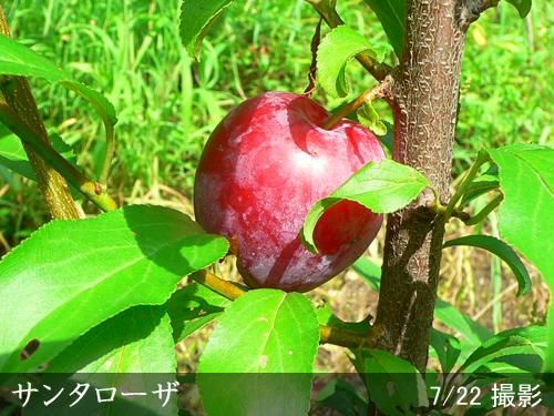 【順次出荷中】大苗◇スモモ(李