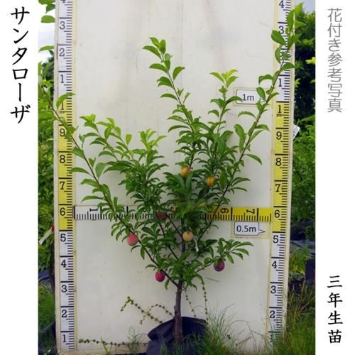 【順次出荷中】大苗◇スモモ(李