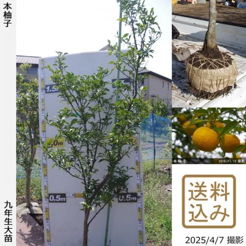 【順次出荷中】◇農薬不使用【エ