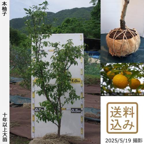 Իѡڥॷﳲۡġ ͮ(ۤ椺)[Ϸ 2016ǯ:LL]緿