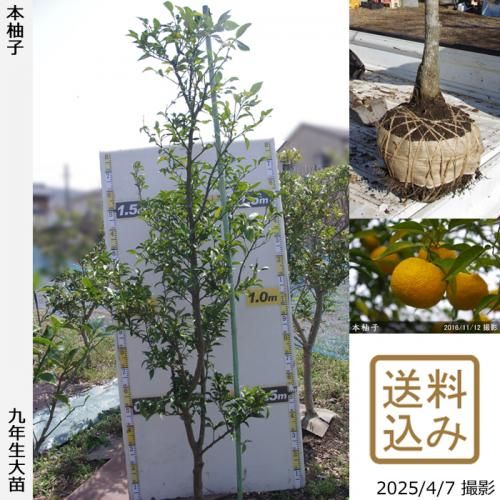 <img class='new_mark_img1' src='https://img.shop-pro.jp/img/new/icons14.gif' style='border:none;display:inline;margin:0px;padding:0px;width:auto;' />ڽ缡вۡԻѡڥॷﳲġ ͮ(ۤ椺)[Ϸ 2016ǯ:LL]ռӡ緿آ󤷺Ѣ