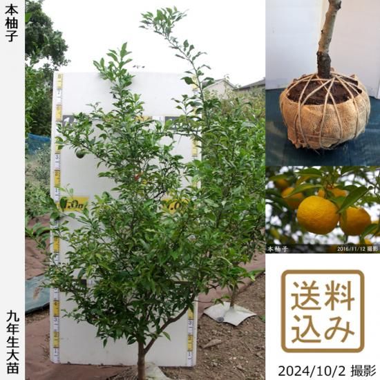 【順次出荷中】◇農薬不使用【エ