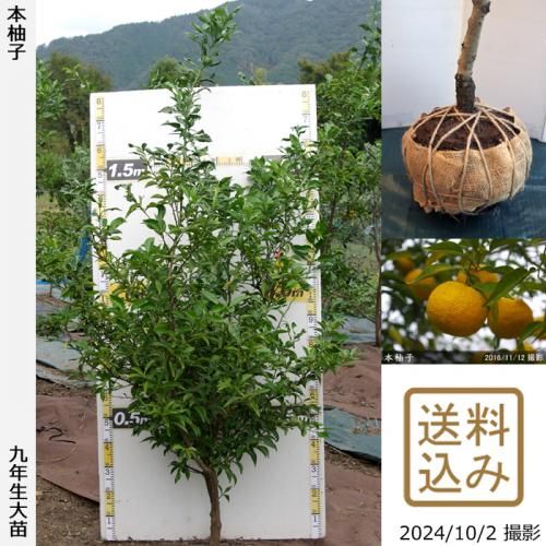 【順次出荷中】◇農薬不使用【エ