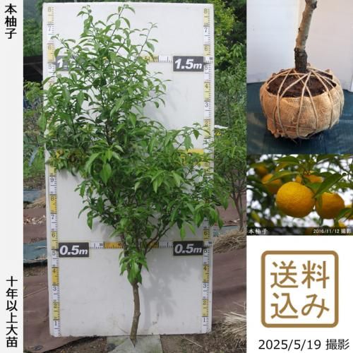 <img class='new_mark_img1' src='https://img.shop-pro.jp/img/new/icons14.gif' style='border:none;display:inline;margin:0px;padding:0px;width:auto;' />ڽ缡вۡԻѡڥॷﳲġ ͮ(ۤ椺)[Ϸ 2016ǯ:M]