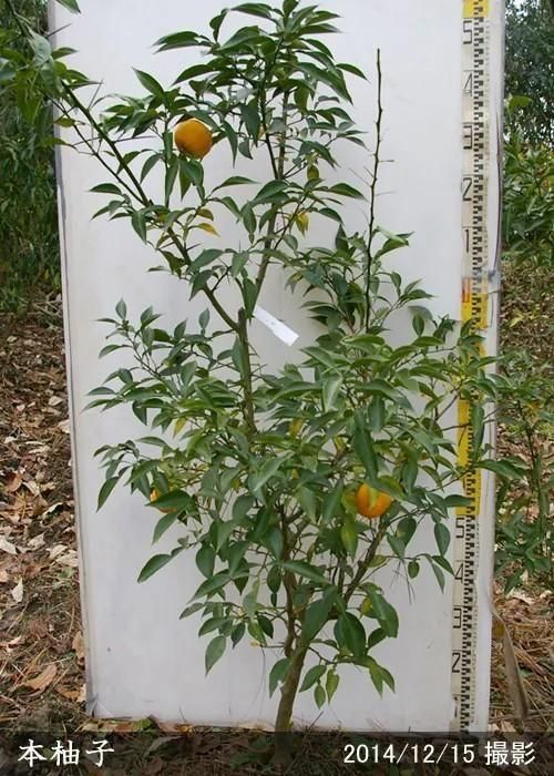 【順次出荷中】3年生苗◇柑橘類