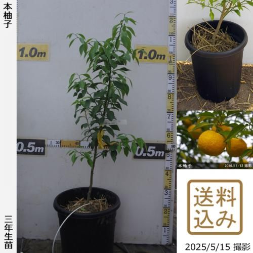 <img class='new_mark_img1' src='https://img.shop-pro.jp/img/new/icons14.gif' style='border:none;display:inline;margin:0px;padding:0px;width:auto;' />¨ȯǽ3ǯġ ͮ(ۤ椺)[̼ȭ 2023ǯ:M]
