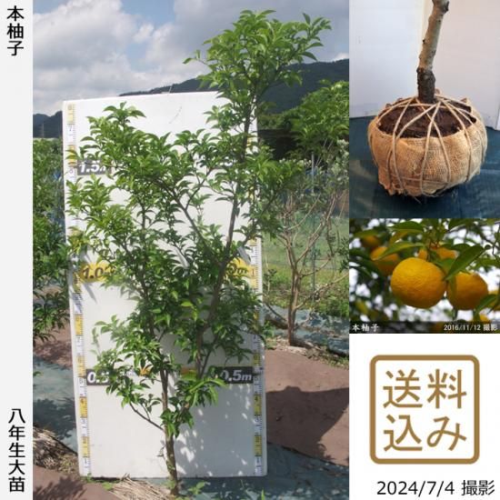 【順次出荷中】◇農薬不使用【エ