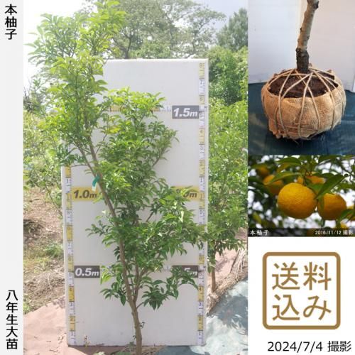 【順次出荷中】◇農薬不使用【エ