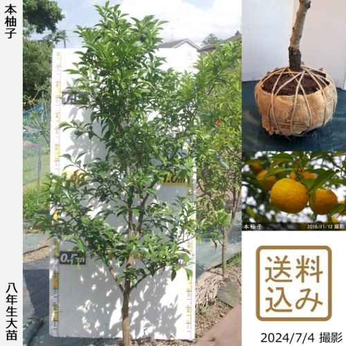 【順次出荷中】◇農薬不使用【エ