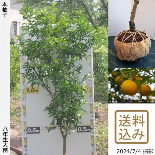 【順次出荷中】◇農薬不使用【エ