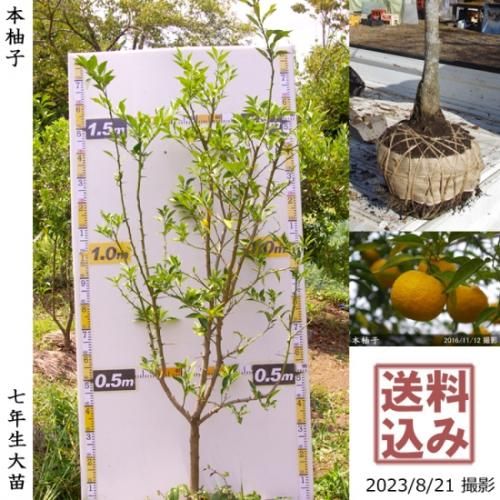 【順次出荷中】◇農薬不使用【エ
