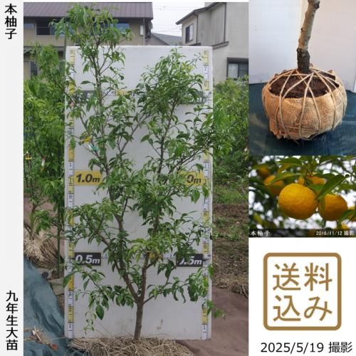 <img class='new_mark_img1' src='https://img.shop-pro.jp/img/new/icons14.gif' style='border:none;display:inline;margin:0px;padding:0px;width:auto;' />ڽ缡вۡԻѡڥॷﳲġ ͮ(ۤ椺)[Ϸ 2017ǯ:LL]ռӡ緿آ󤷺Ѣ