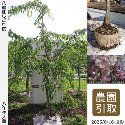 <img class='new_mark_img1' src='https://img.shop-pro.jp/img/new/icons14.gif' style='border:none;display:inline;margin:0px;padding:0px;width:auto;' />2025ǯͽʡġ() ȬŹȤ[Ϸ 2018ǯ:3L(high)]Τ