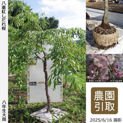 <img class='new_mark_img1' src='https://img.shop-pro.jp/img/new/icons14.gif' style='border:none;display:inline;margin:0px;padding:0px;width:auto;' />2025ǯͽʡġ() ȬŹȤ[Ϸ 2018ǯ:3L]Τ