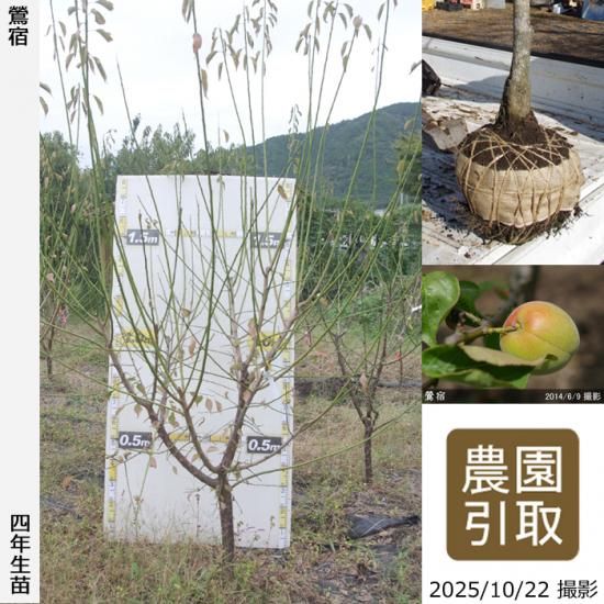 【2025年度予約商品】大苗◇