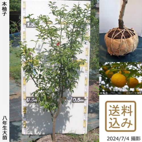 【順次出荷中】◇農薬不使用【エ