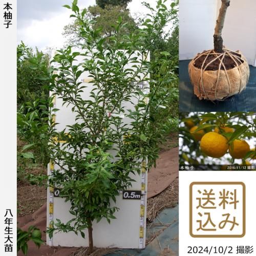Իѡڥॷﳲۡġ ͮ(ۤ椺)[Ϸ 2017ǯ:L]ռӡ