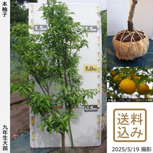 <img class='new_mark_img1' src='https://img.shop-pro.jp/img/new/icons14.gif' style='border:none;display:inline;margin:0px;padding:0px;width:auto;' />ڽ缡вۡԻѡڥॷﳲġ ͮ(ۤ椺)[Ϸ 2017ǯ:L]ռӡ緿