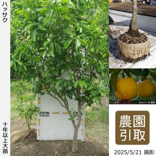ڽ缡ۡԻѡڥॷﳲġ ϥå(Ȭ)[Ϸ 2016ǯ:5L]Τ
