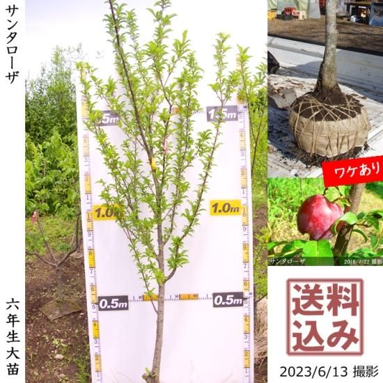 スモモ 李 プラム サンタローザの地掘大苗 果樹苗 大苗 苗木販売の隅田農園 京都丹波