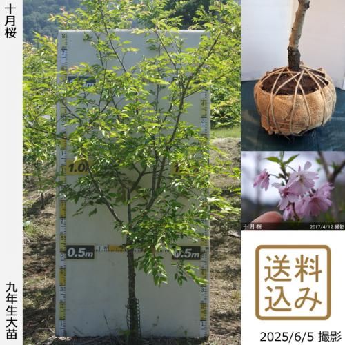 <img class='new_mark_img1' src='https://img.shop-pro.jp/img/new/icons14.gif' style='border:none;display:inline;margin:0px;padding:0px;width:auto;' />2025ǯͽʡġ()(奦ĥ)[Ϸ 2017ǯ:LL]緿
