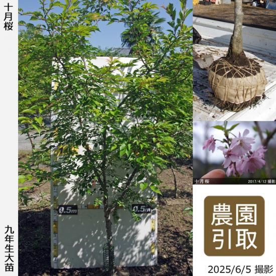【2025年度予約商品】大苗◇