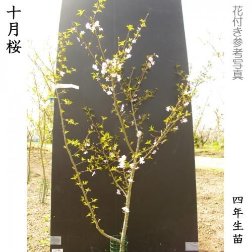 【2025年度予約商品】大苗◇