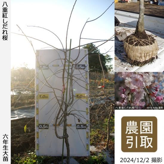 【順次引渡中】大苗◇サクラ(桜