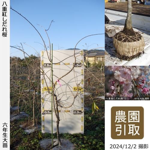 【順次引渡中】大苗◇サクラ(桜