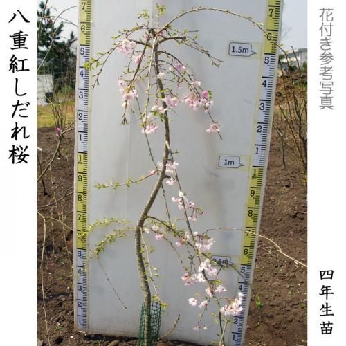 【順次引渡中】大苗◇サクラ(桜